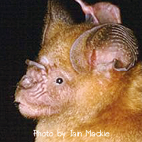 Hipposideros larvatus